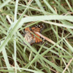 Meet your Posher, Sydney